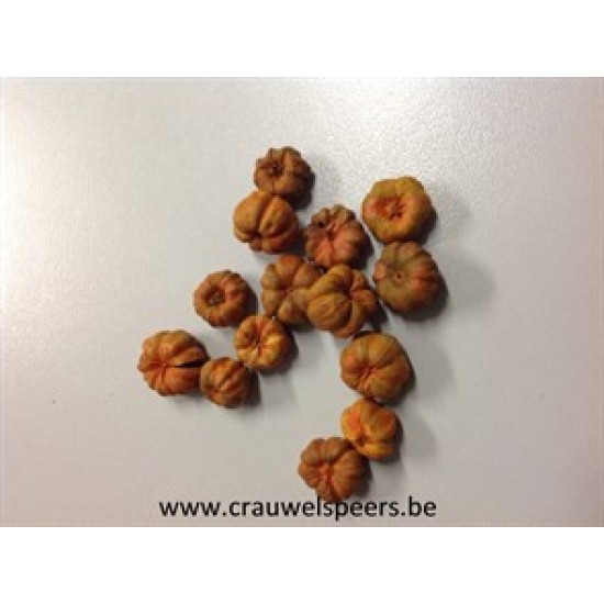 PHUTKA PODS ORANGE (APRICOT) +/-250GR