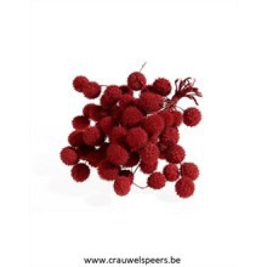 FRUIT DU PLATANE ROUGE