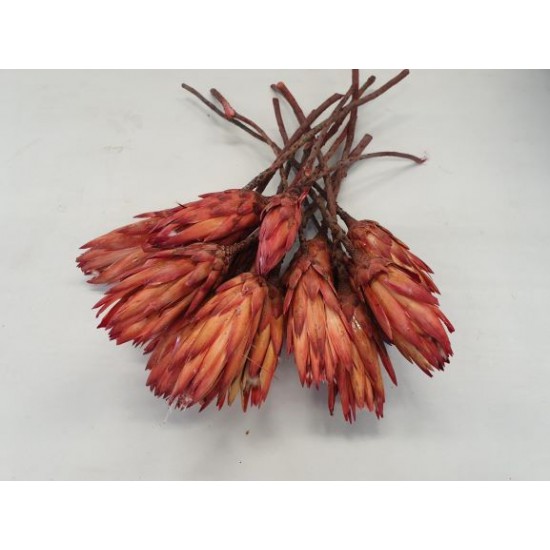 PROTEA REPENS RED BUD 15ST