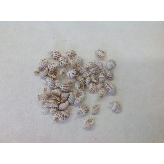 SHELLS BABYLONICA +/-1KG