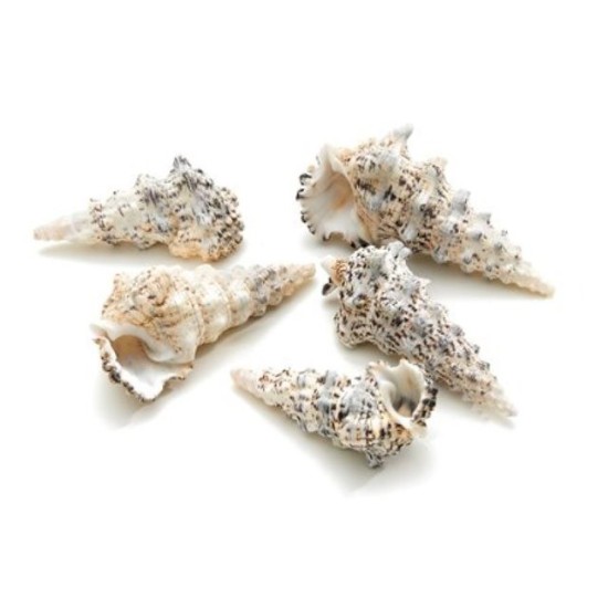 COQUILLES CERITHIUM NODULOSUM