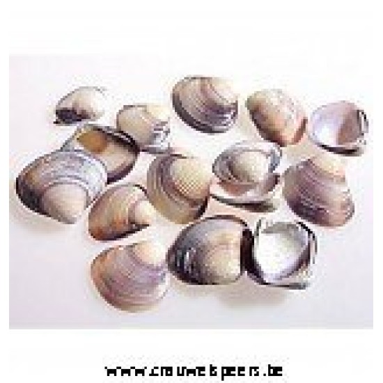 SHELLS CHIPPY BLUE 1KG