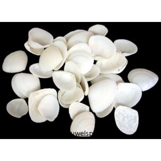 SCHELPEN COCKLE MINI WHITE +/-150GR