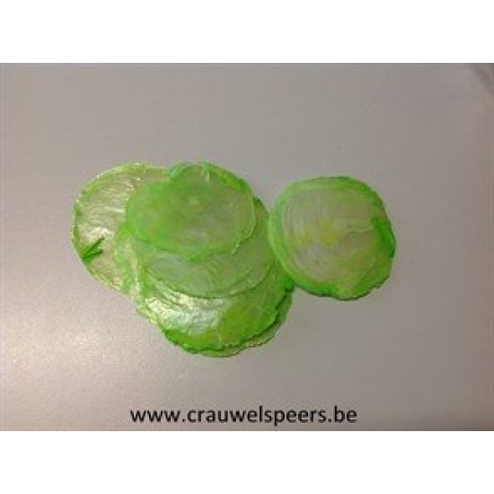 SHELLS PLACUNA MINI APPLE GREEN 500GR