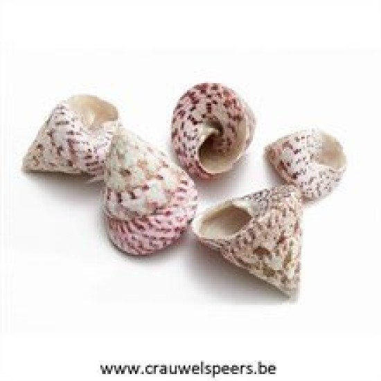 SHELLS TROCA RED 1KG SHELLS TROCA RED 1KG