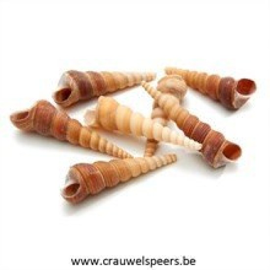 SHELLS TURITELLA NATURAL 1KG