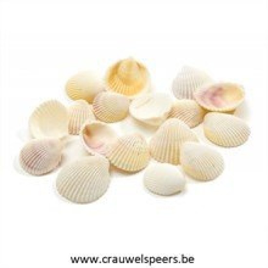 SHELLS WHITE COCKLE 1KG