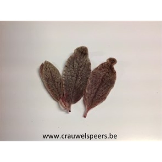 FEUILLE STACHYS BORDEAUX