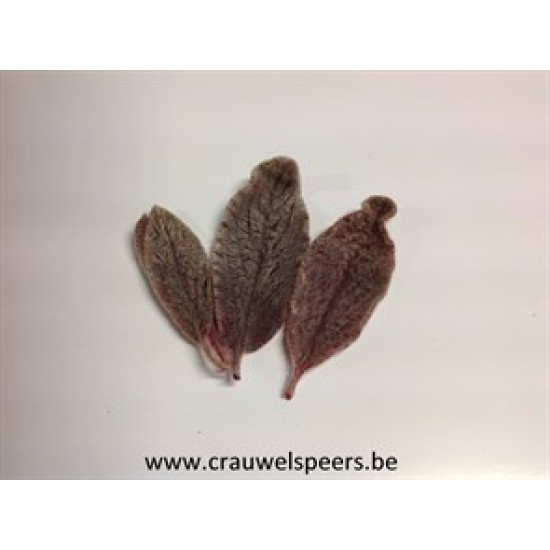 STACHYS LEAF PRESERVED BORDEAUX 75PCS