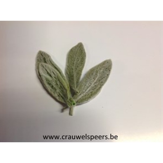 STACHYS LEAF PRESERVED GREEN 75PCS