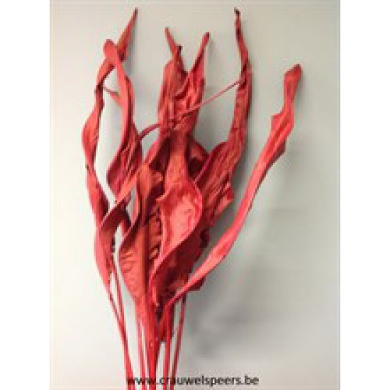 STRELITZIA BLAD LANG ROOD 10ST