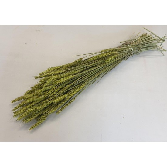 BLE (TRITICUM) VERT