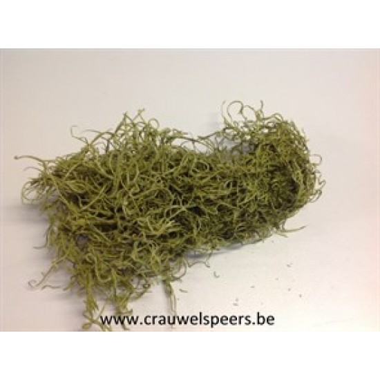 TILLANDSIA (TILLANDSIA) APPLE GREEN +/-200GR