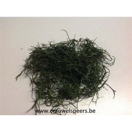 TILLANDSIA (TILLANDSIA) MOSS GREEN +/-200GR