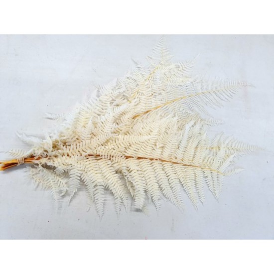 FERN BLEACHED AND PRESERVED 10PCS