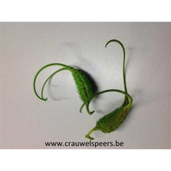 PROBOCIDEA LIME GREEN 10PCS