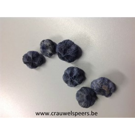 WILD APPLE MINI GRIJS +/-250GR