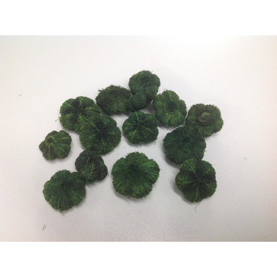 WILD APPLE MINI / PARAS PEEPLE APPLE GREEN (DARK) +/-250GR