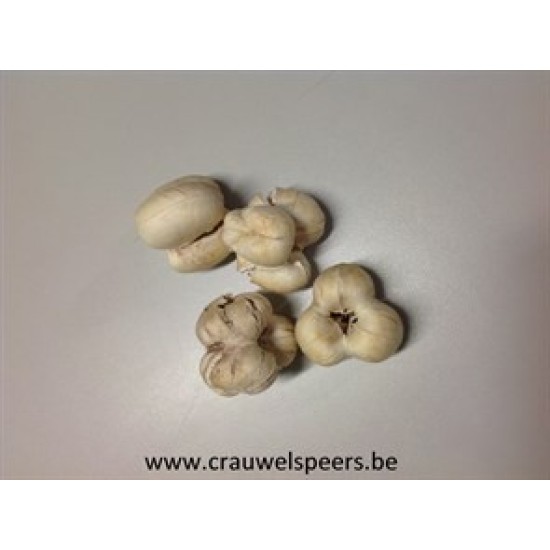 WILD APPLE HEADS BLANCHI 30PCS