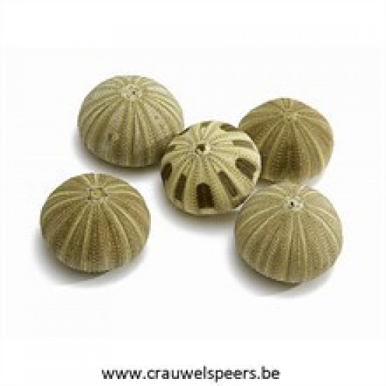 SEA URCHIN GREEN