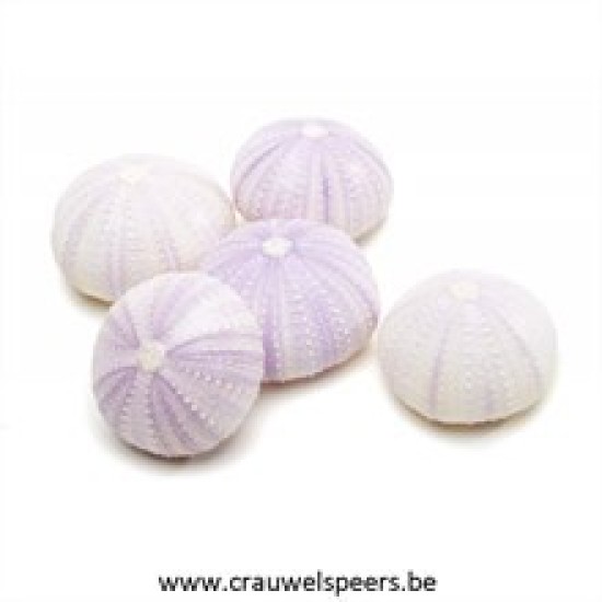 ZEEËGELS VIOLET 12ST