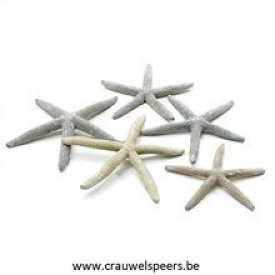 ETOILES DE MER GRIS 10-15CM 10PCS