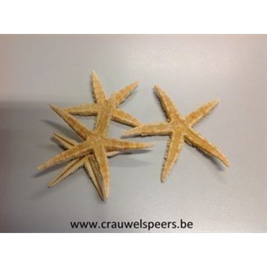 ZEESTERREN (SUGAR STARFISH) 8-10CM 50ST