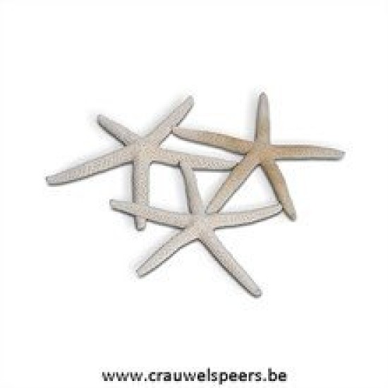 STARFISH WHITE 10-15CM 10PCS