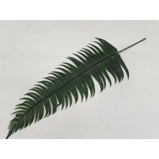 SWORD FERN PRESERVED GREEN 40PCS