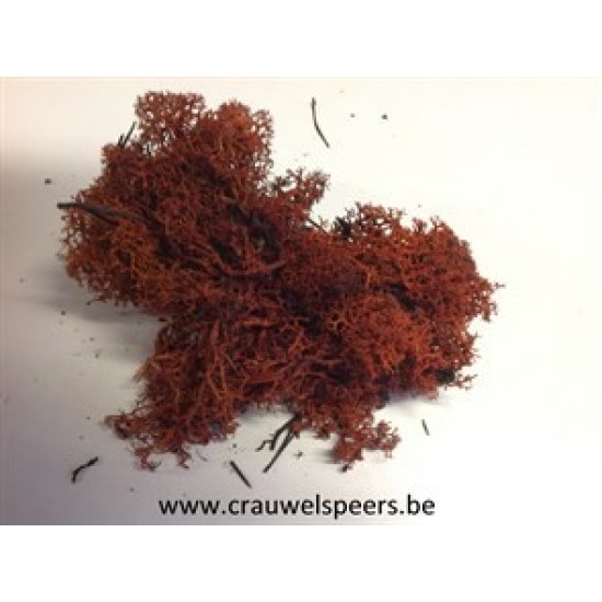 ICELANDIC MOSS PRESERVED BROWN +/-450GR