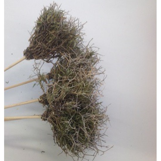 IRON BUSH ON STICK 10CM NATURAL 5PCS