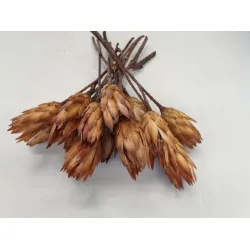 PROTEA REPENS CREAM 7PCS BOPP/kraft Small packaging