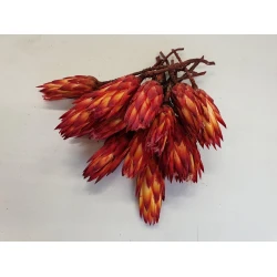 PROTEA REPENS RED 7ST BOPP/kraft Small packaging