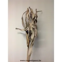 STRELITZIA MUD BROWN 5PCS BOPP/kraft Small packaging