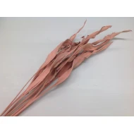 STRELITZIA BLAD LANG POEDERROOS 5ST BOPP/kraft hobbyverpakking