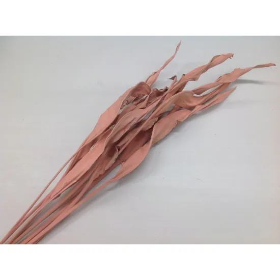 STRELITZIA POEDERPINK 5PCS BOPP/kraft