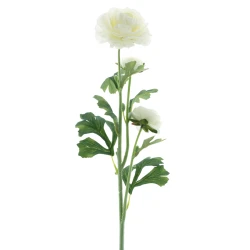 RANUNCULUS X3 CREAM 64CM