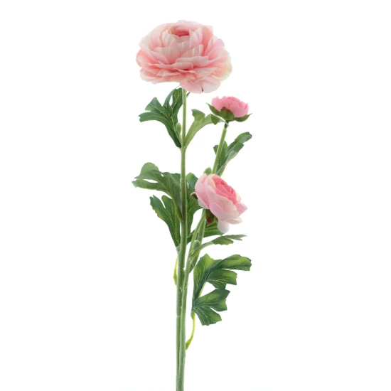 RANONKEL X3 LICHTROZE 64CM