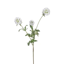 SCABIOSA STELLATA 75CM WHITE