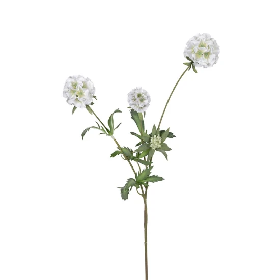 SCABIOSA STELLATA 75CM BLANC