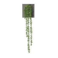 SENECIO 70CM GROEN
