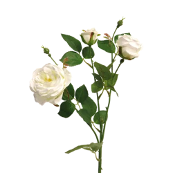 ITALIAN ROSE X3 CREAM 61CM
