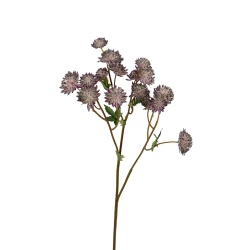 ASTRANTIA 60CM MAUVE