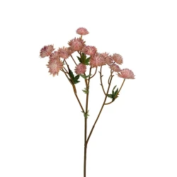 ASTRANTIA 60CM PINK