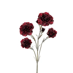 DIANTHUS DARK RED 60CM