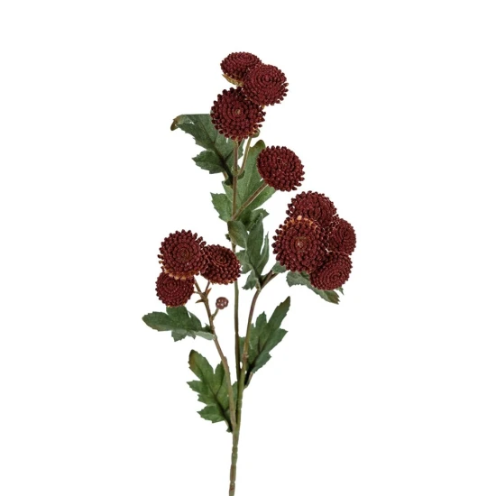 TANACETUM DARK RED 60CM