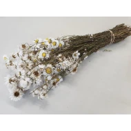 ACROCLINEUM WHITE NATURAL 1/2 BOPP/kraft Small packaging