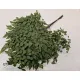 ADIANTHUM VERT 10PCS