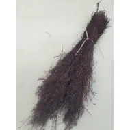 AGROSTIS NEBULOSA CLOUD GRASS PRUNE +/-50GR