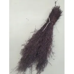 AGROSTIS NEBULOSA CLOUD GRASS PRUNE +/-50GR BOPP/kraft emballage hobby